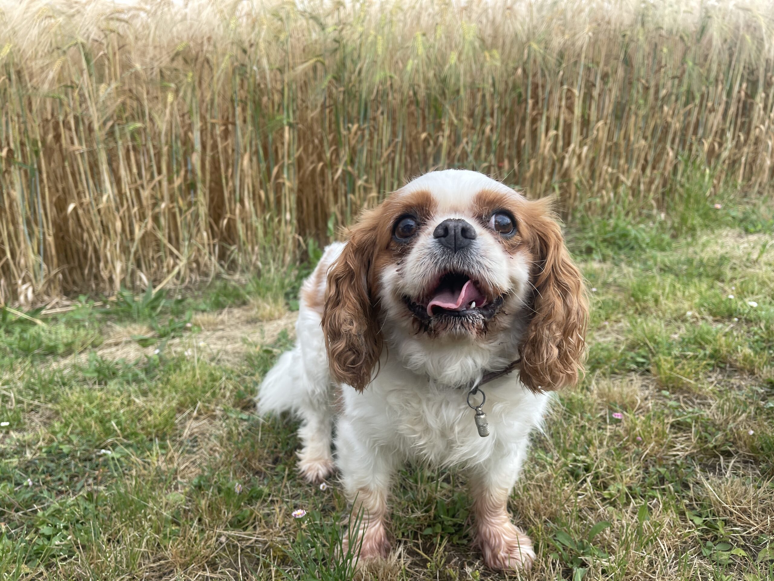 chien tranquille àa la pension canine près d'Agen