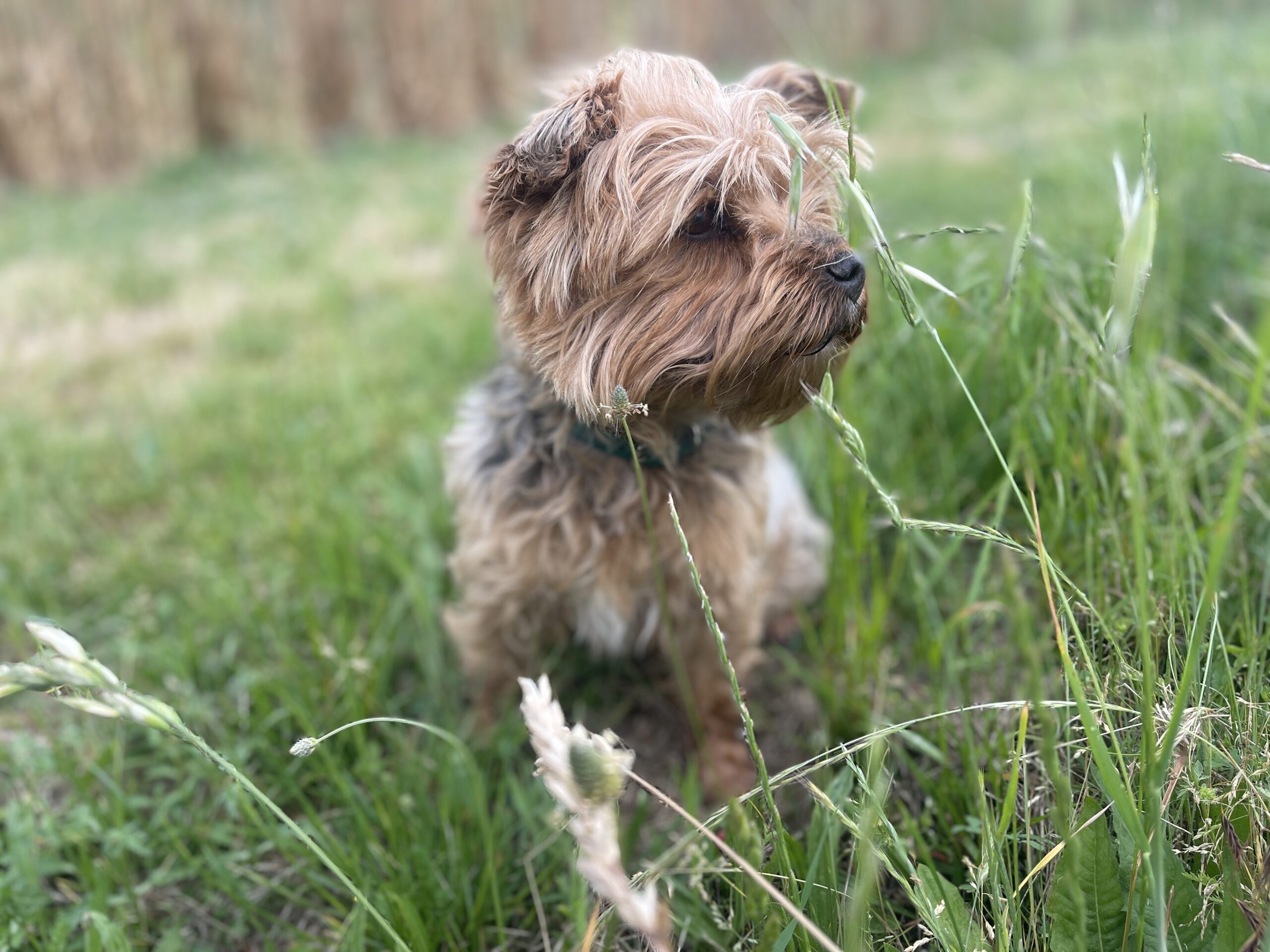 balade de chien pour la pension près d'Agen