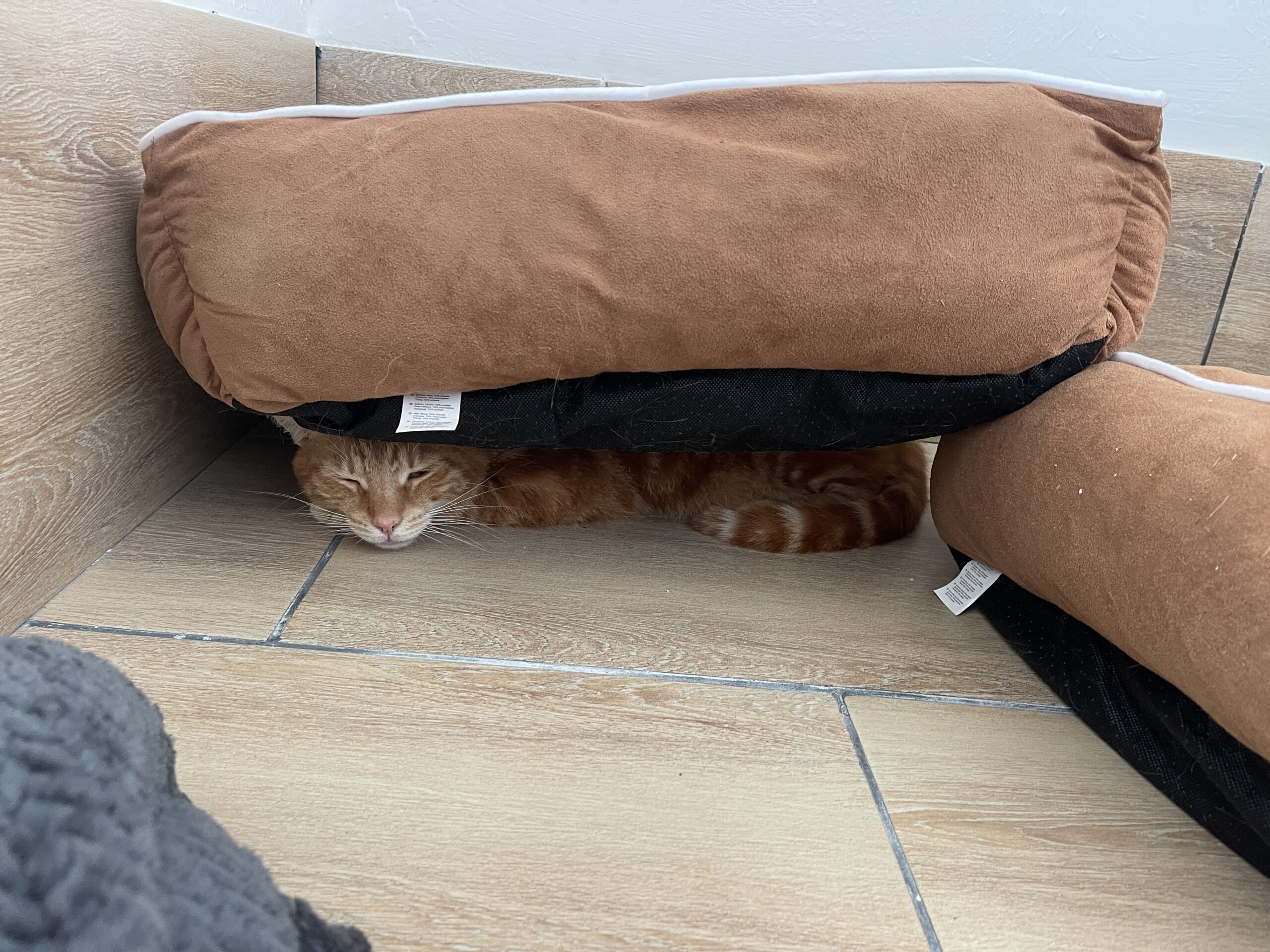 chat en pension de luxe près d'Agen