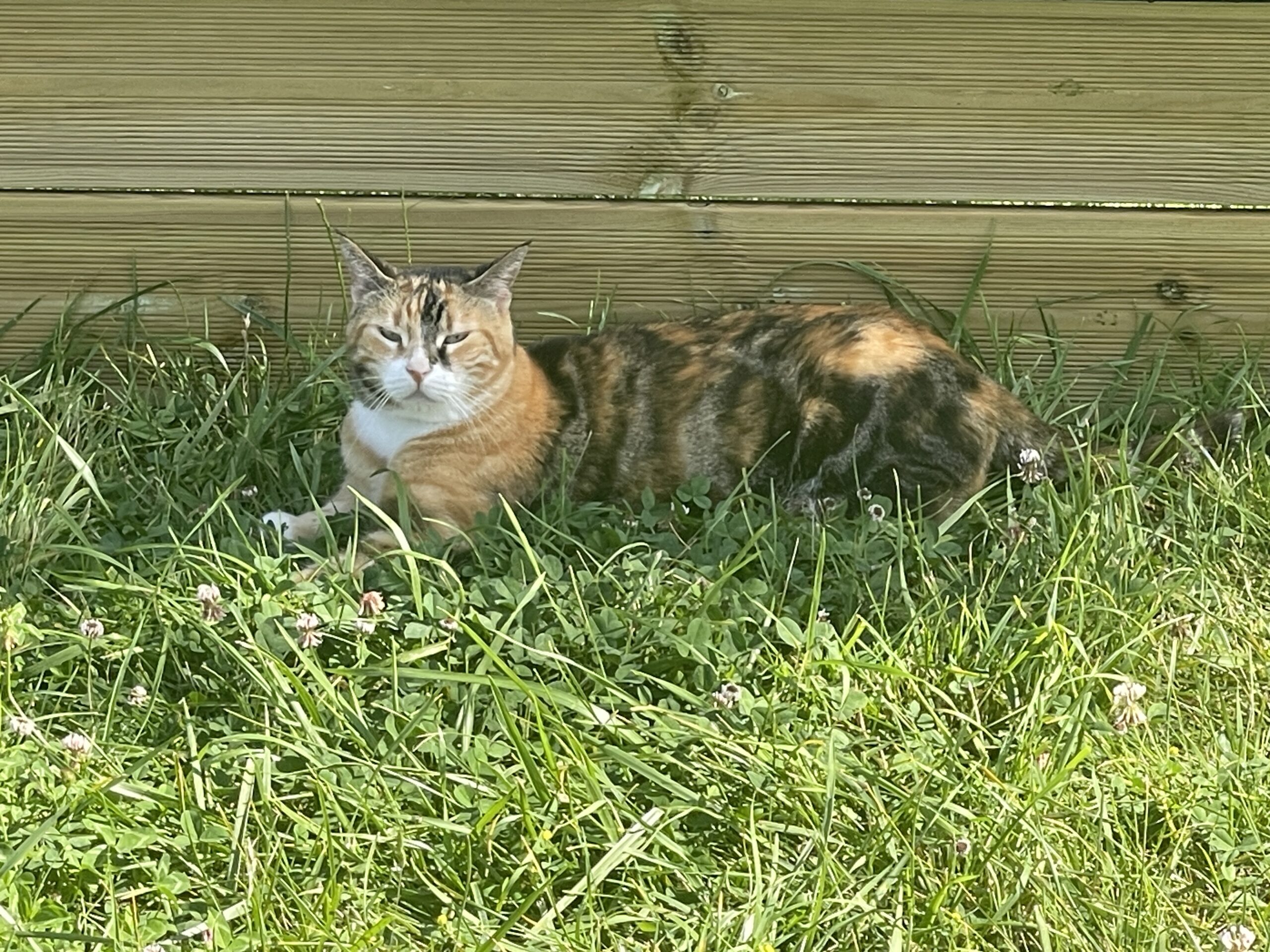 garde chat en pension près d'Agen