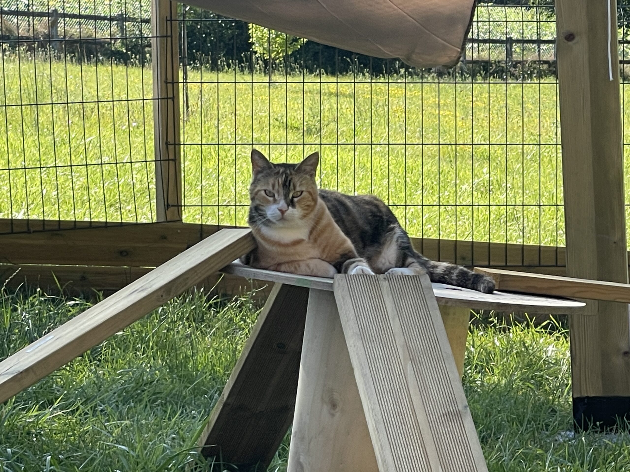 chat en garde a la pension du dôme chatoyant près d'Agen