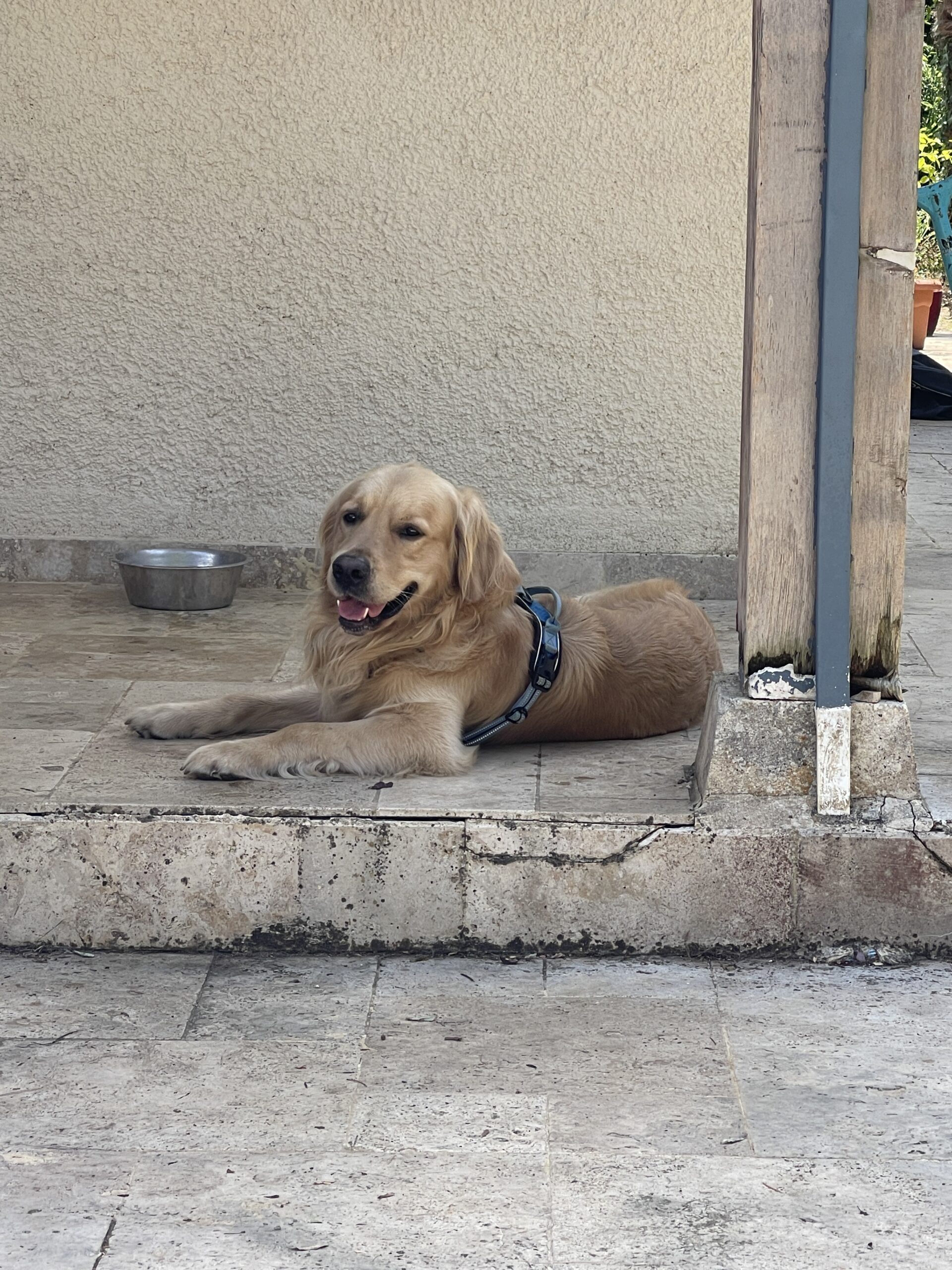 pension canine familiale près d'Agen