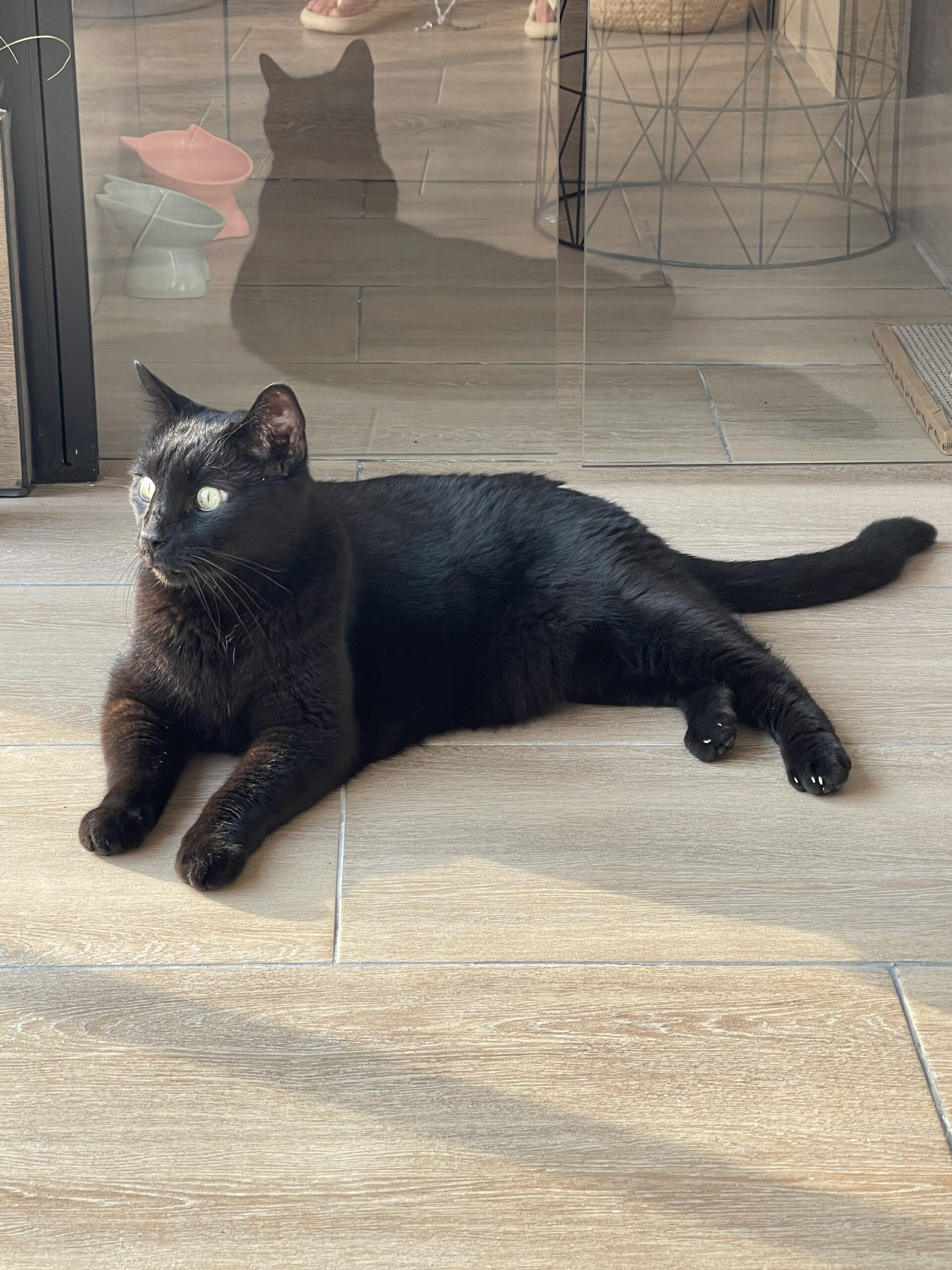 chat relax en pension à Agen