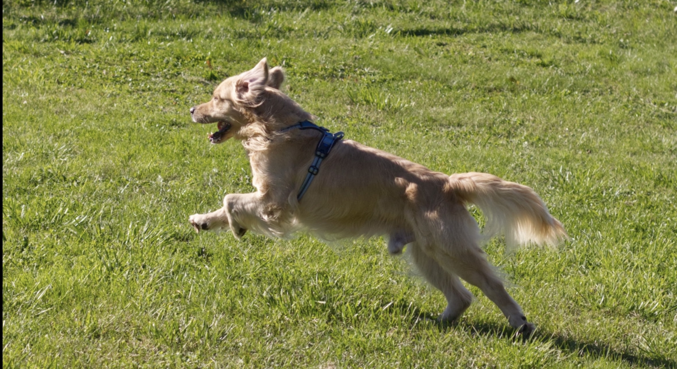 jardin en pension canine
