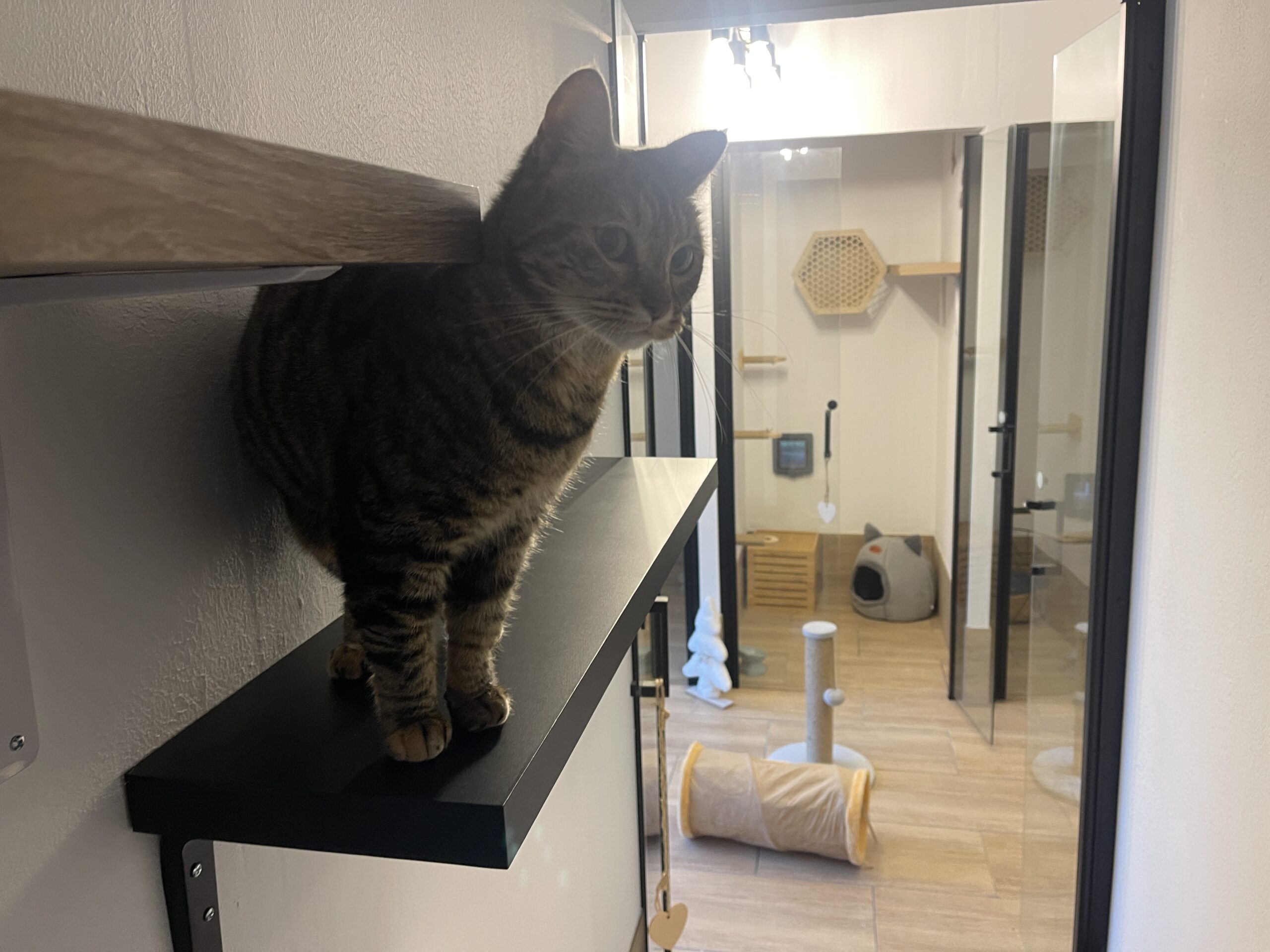 chat jeu pension