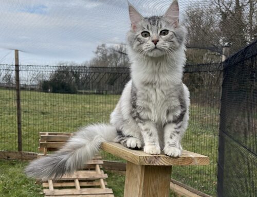 Quelle alimentation pour un chat maine coon : conseils et recommandations