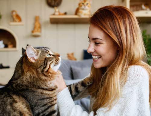 Découvrez pourquoi la pension pour chat va transformer la vie de votre félin !