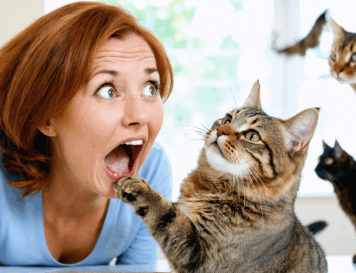 Vous ne devinerez jamais ce qui se passe quand vous mettez votre chat en pension !