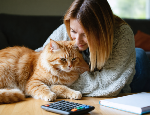 Évaluez vos dépenses journalières pour le bien-être de votre compagnon félin !